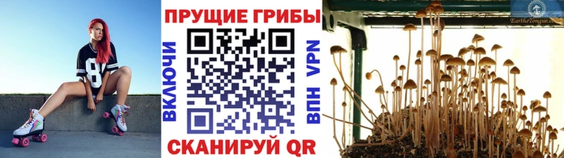 darknet телеграм  Горячеводский  Псилоцибиновые грибы прущие грибы 